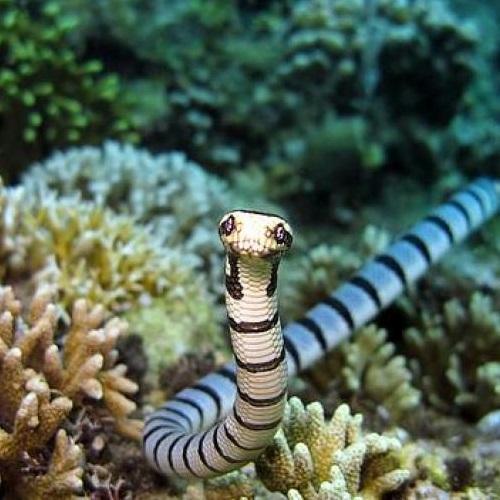 Qual é a cobra mais venenosa do mundo - Hydrophis belcheri: a serpente marinha de Blecher