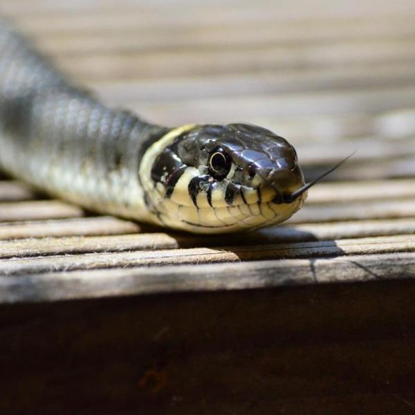 Qual é a cobra mais venenosa do mundo