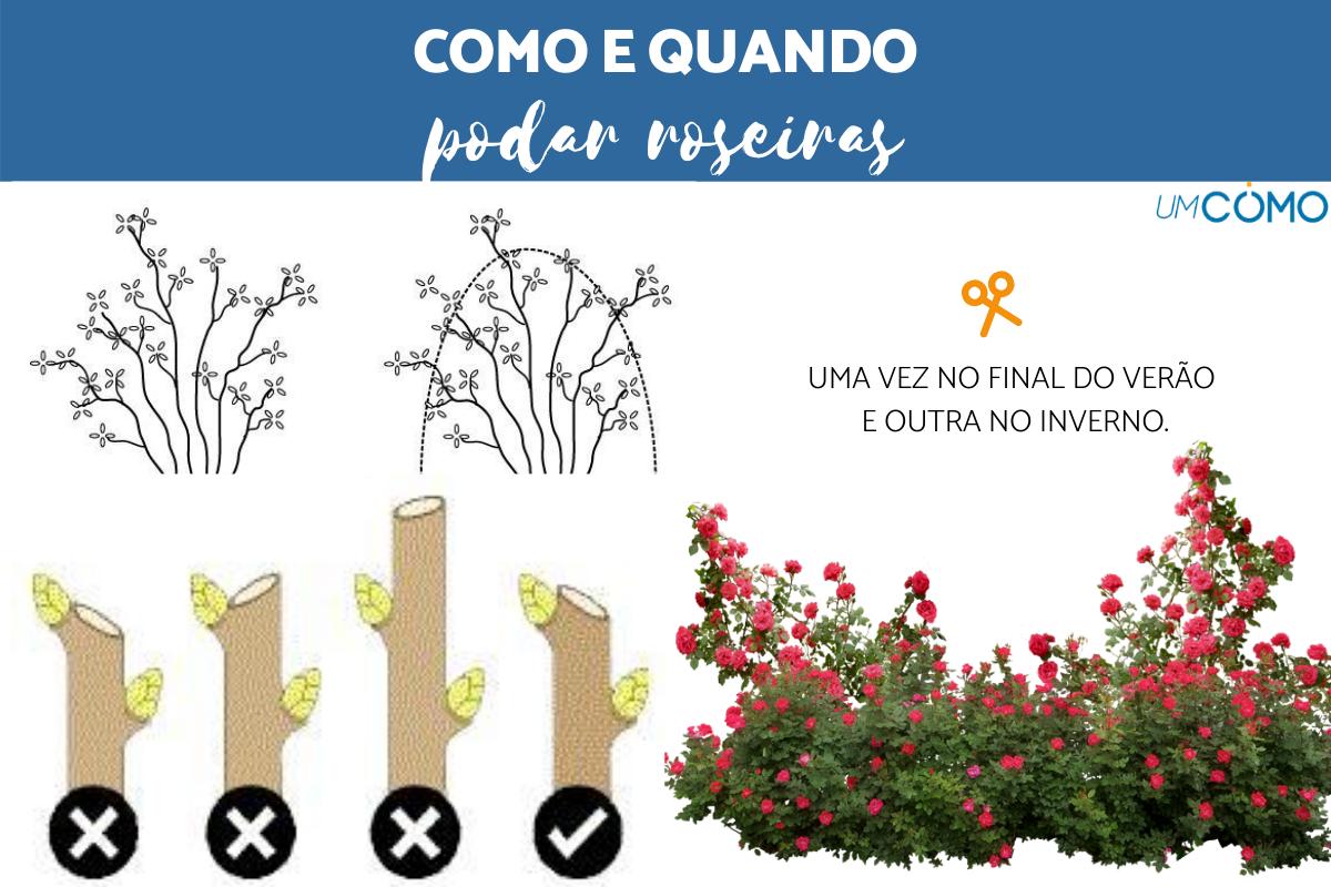 Como e quando podar as rosas