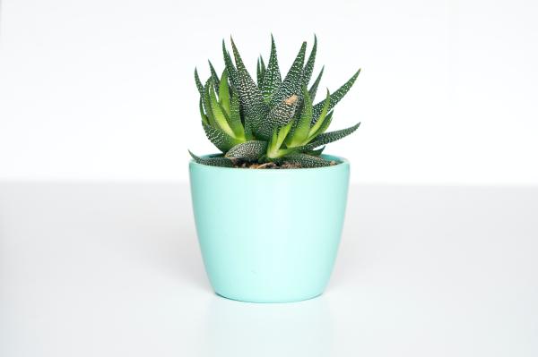 Plantas que devemos ter em casa - Aloe vera