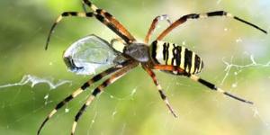 O que significa sonhar com aranhas