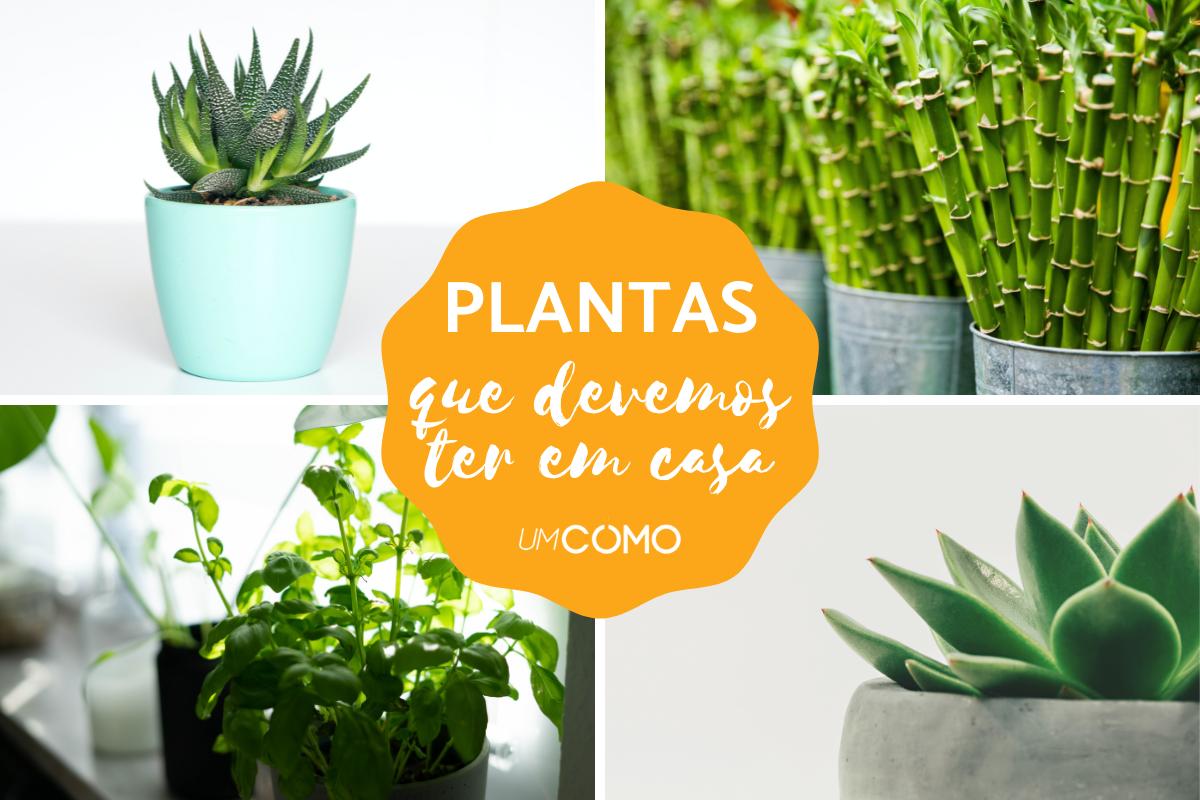 Plantas que devemos ter em casa