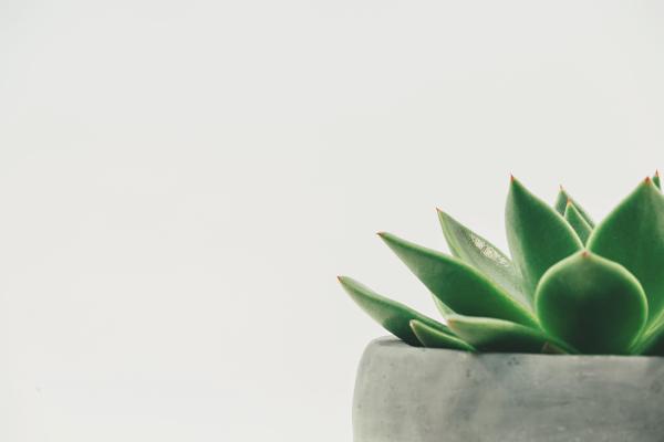 Plantas que devemos ter em casa - Suculentas e cactos