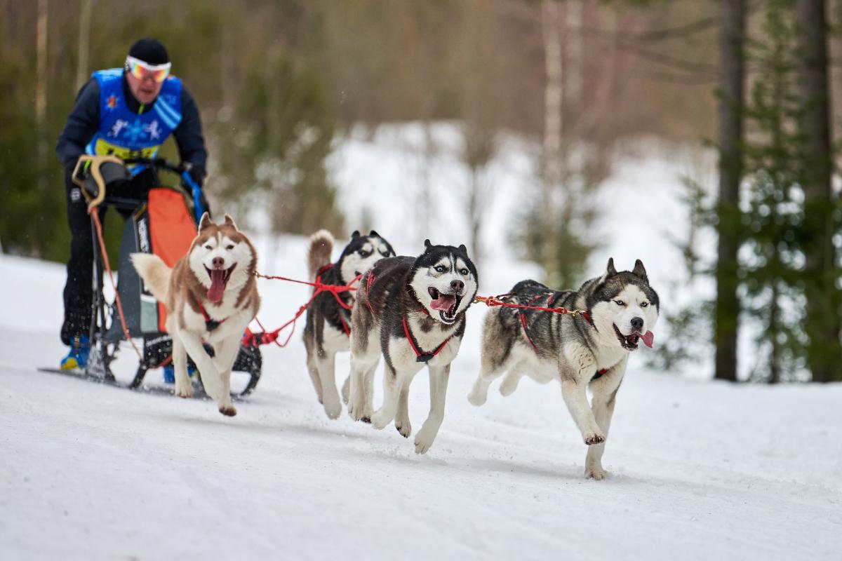 Mushing: o que é e em que consiste este esporte?