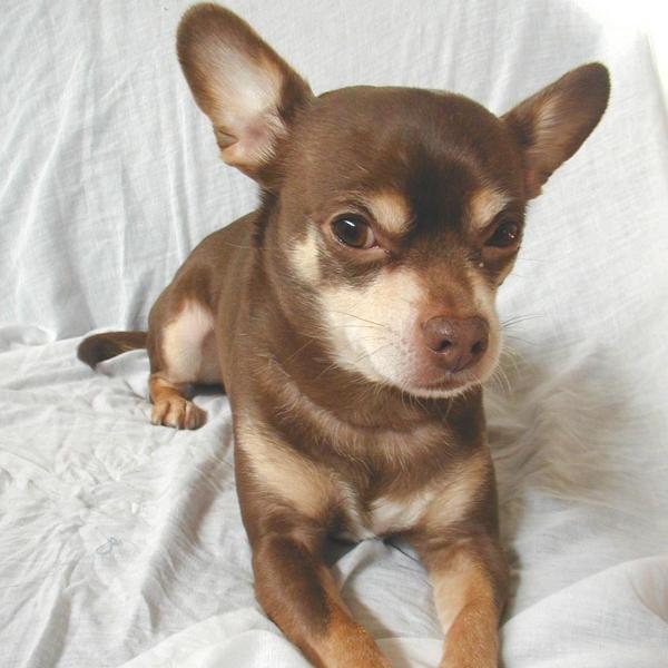 Como é um chihuahua