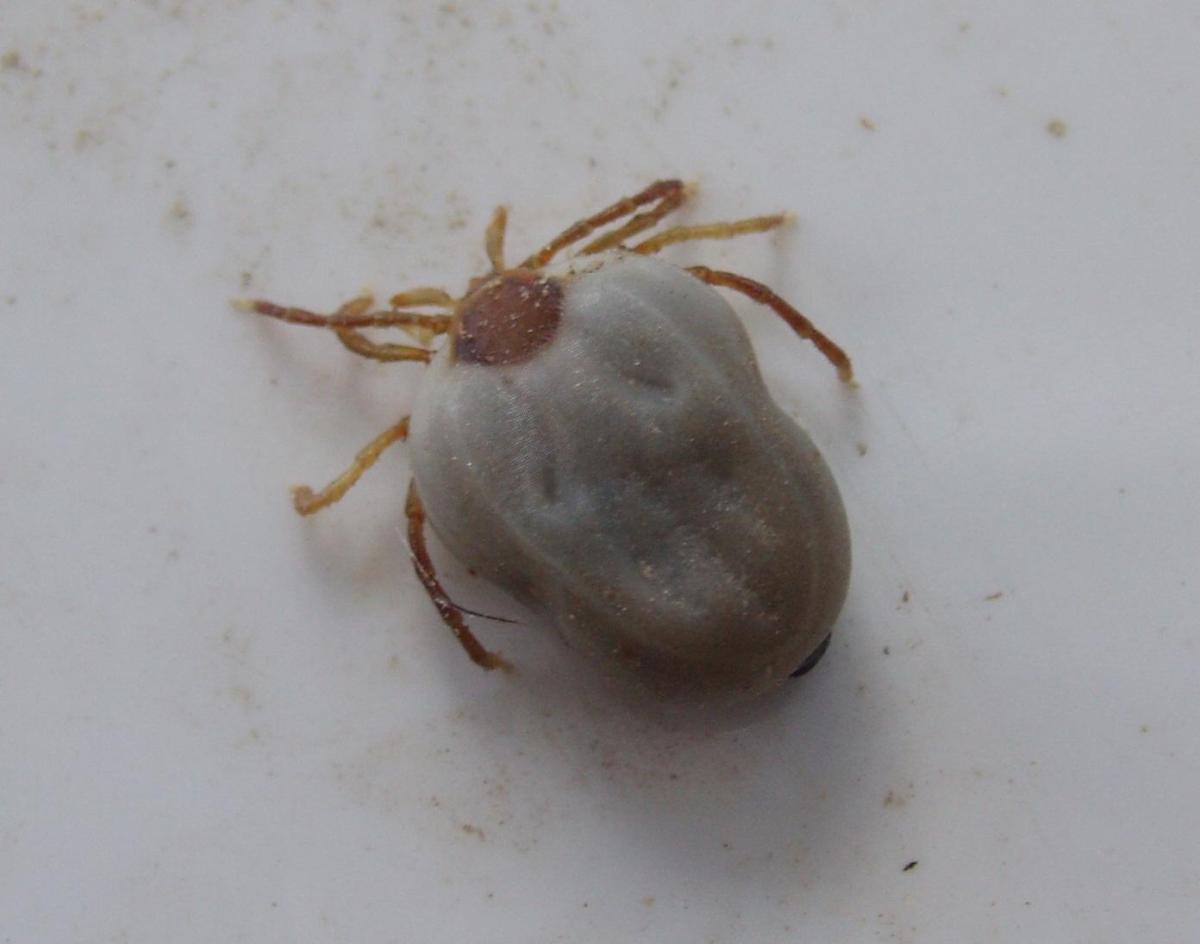 Maneira fácil de tirar um carrapato