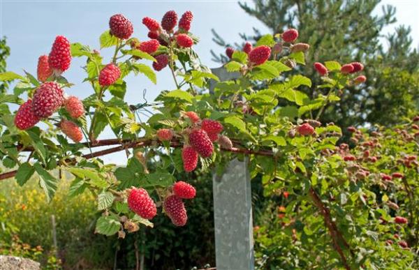 Como plantar framboesa - Passo 3
