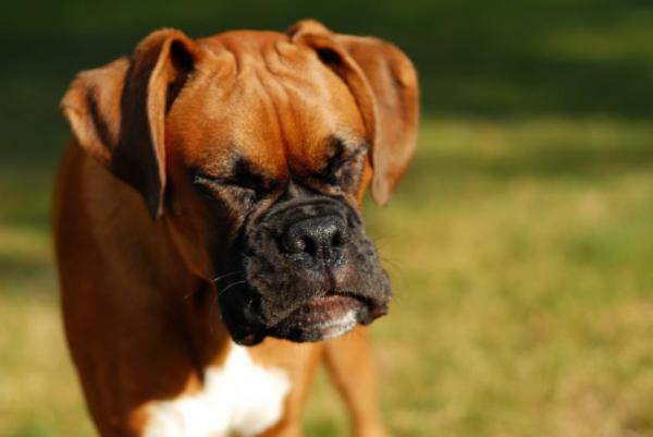 Quais são os cães menos agressivos - Boxer, antes de mais nada a paciência
