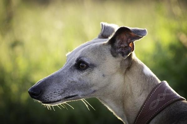Quais são os cães menos agressivos - Galgo, um cão bastante calmado