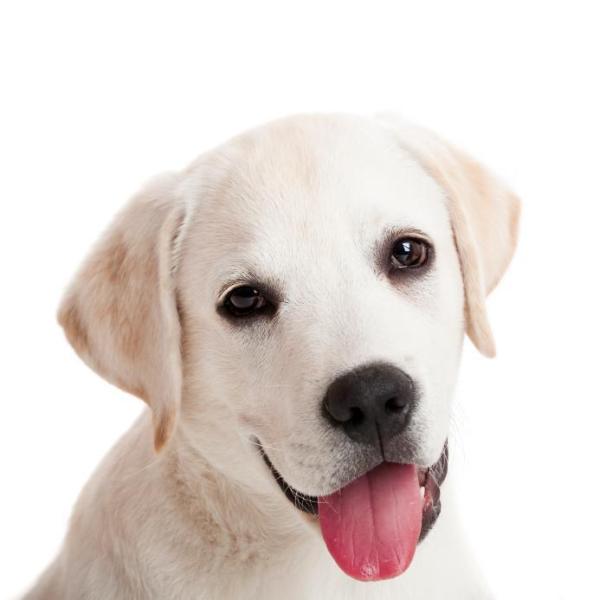 Quais são os cães menos agressivos - Labrador Retriever, um agradável companheiro