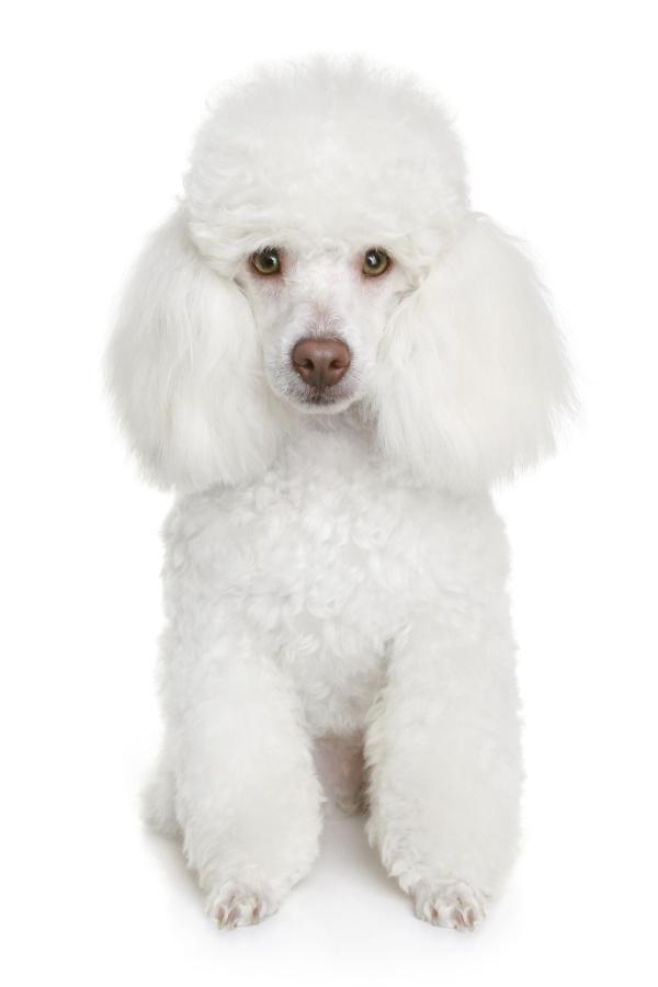 Quais são os cães menos agressivos - Poodle, inteligente e obediente