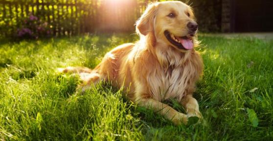 Quais são os cães menos agressivos