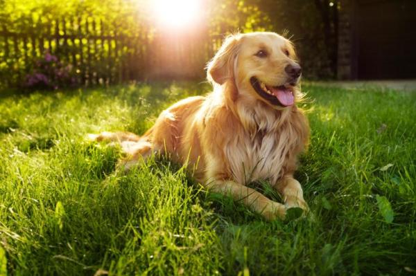 Quais são os cães menos agressivos