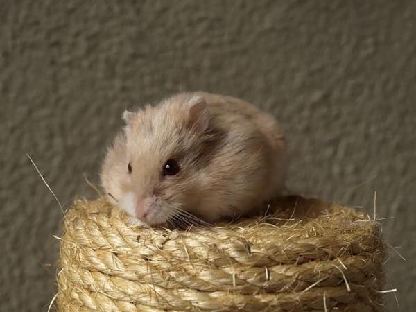 Como saber se meu hamster tem frio