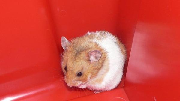 Como saber se meu hamster tem frio - Passo 1