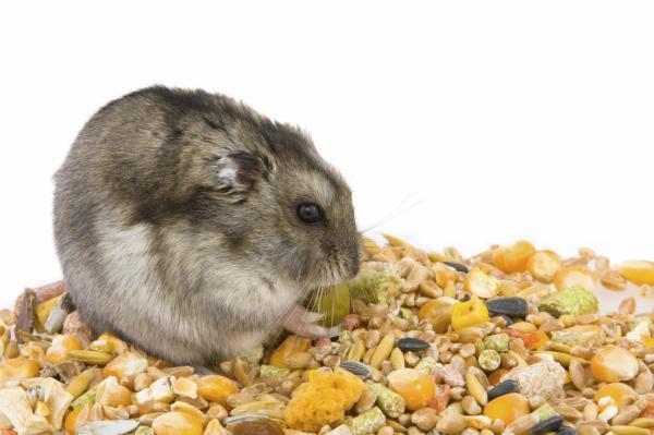 Como saber se meu hamster tem frio - Passo 2