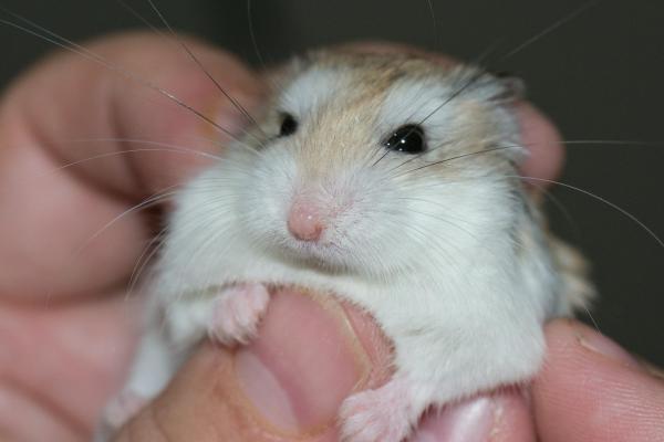 Como saber se meu hamster tem frio - Passo 4