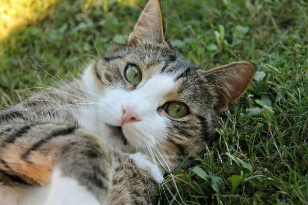 Como evitar que meu gato morda os cabos