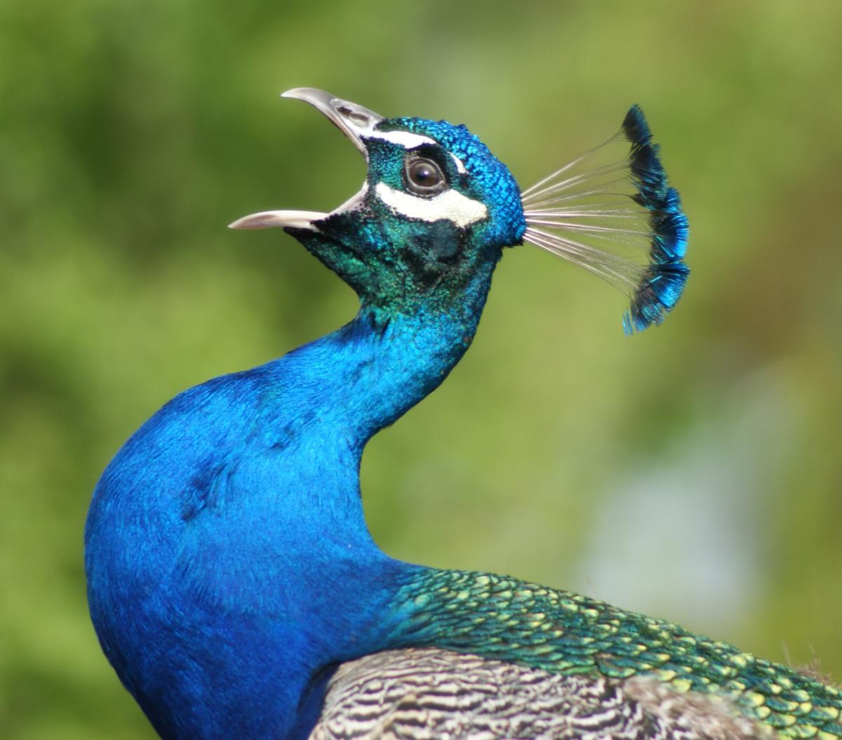 Como cuidar de Pavões