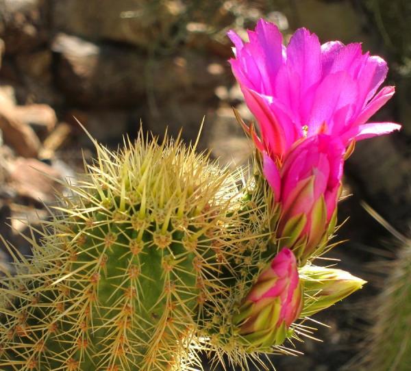 Qual é a terra ideal para os cactos
