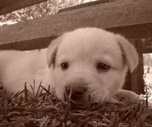 Como cuidar de um cachorro com cinomose
