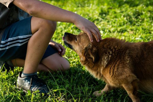 Como cuidar de um cachorro com cinomose - Passo 2