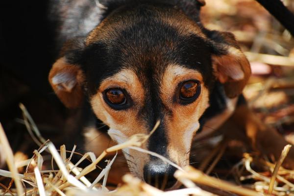 Como cuidar de um cachorro com cinomose - Passo 3