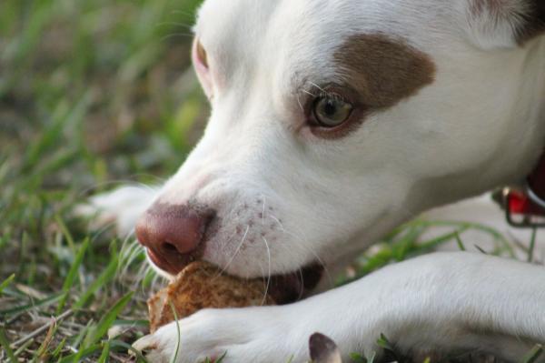 Como cuidar de um cachorro com cinomose - Passo 4