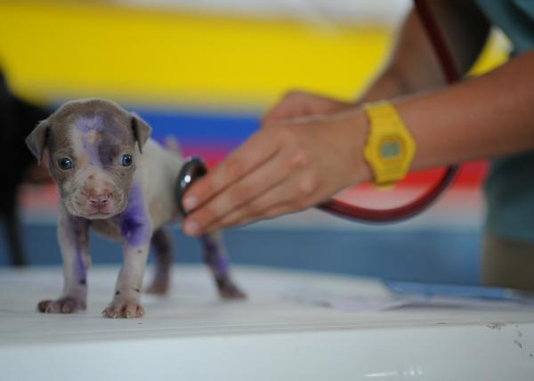 Como cuidar de um cachorro com cinomose - Passo 7