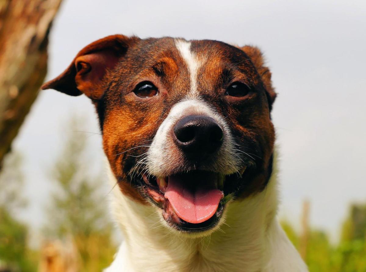 Como evitar que meu cachorro arranhe as portas