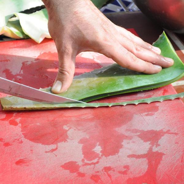 Como fazer suco de aloe vera - Passo 1