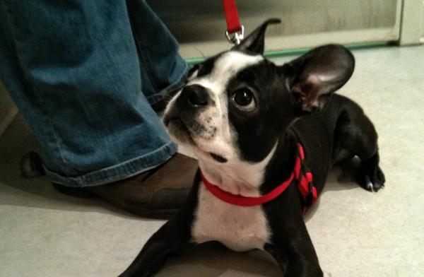 Quando levar o filhote ao veterinário - Dicas para tornar a visita mais agradável