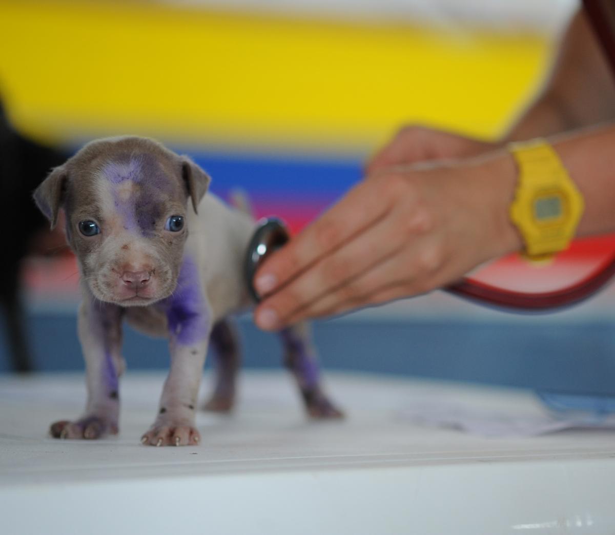 Quando levar o filhote ao veterinário