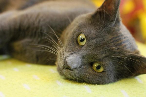 Quais são os gatos que soltam menos pelo