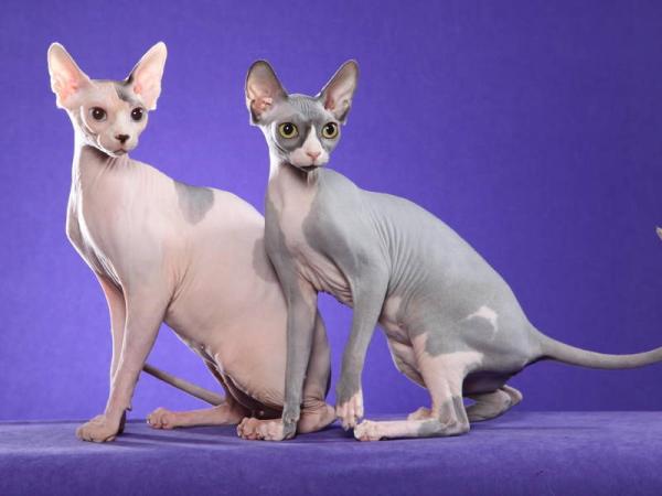 Quais são os gatos que soltam menos pelo - Passo 1