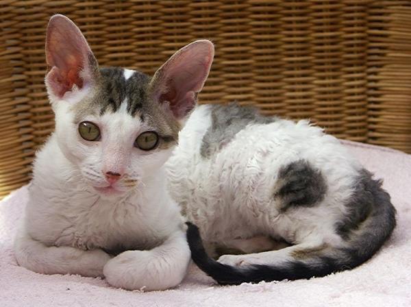 Quais são os gatos que soltam menos pelo - Passo 2