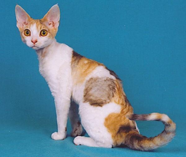 Quais são os gatos que soltam menos pelo - Passo 4