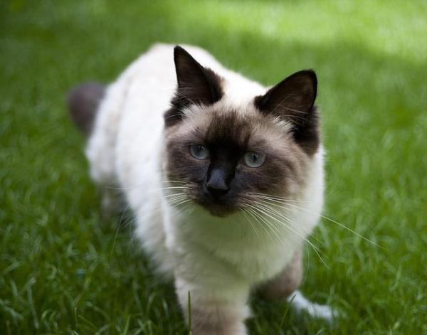 Quais são os gatos que soltam menos pelo - Passo 5