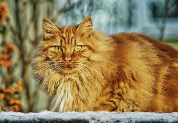Quais são os gatos que soltam menos pelo - Passo 6
