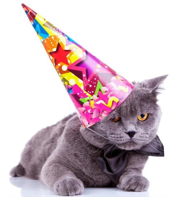Como comemorar o aniversário do meu gato
