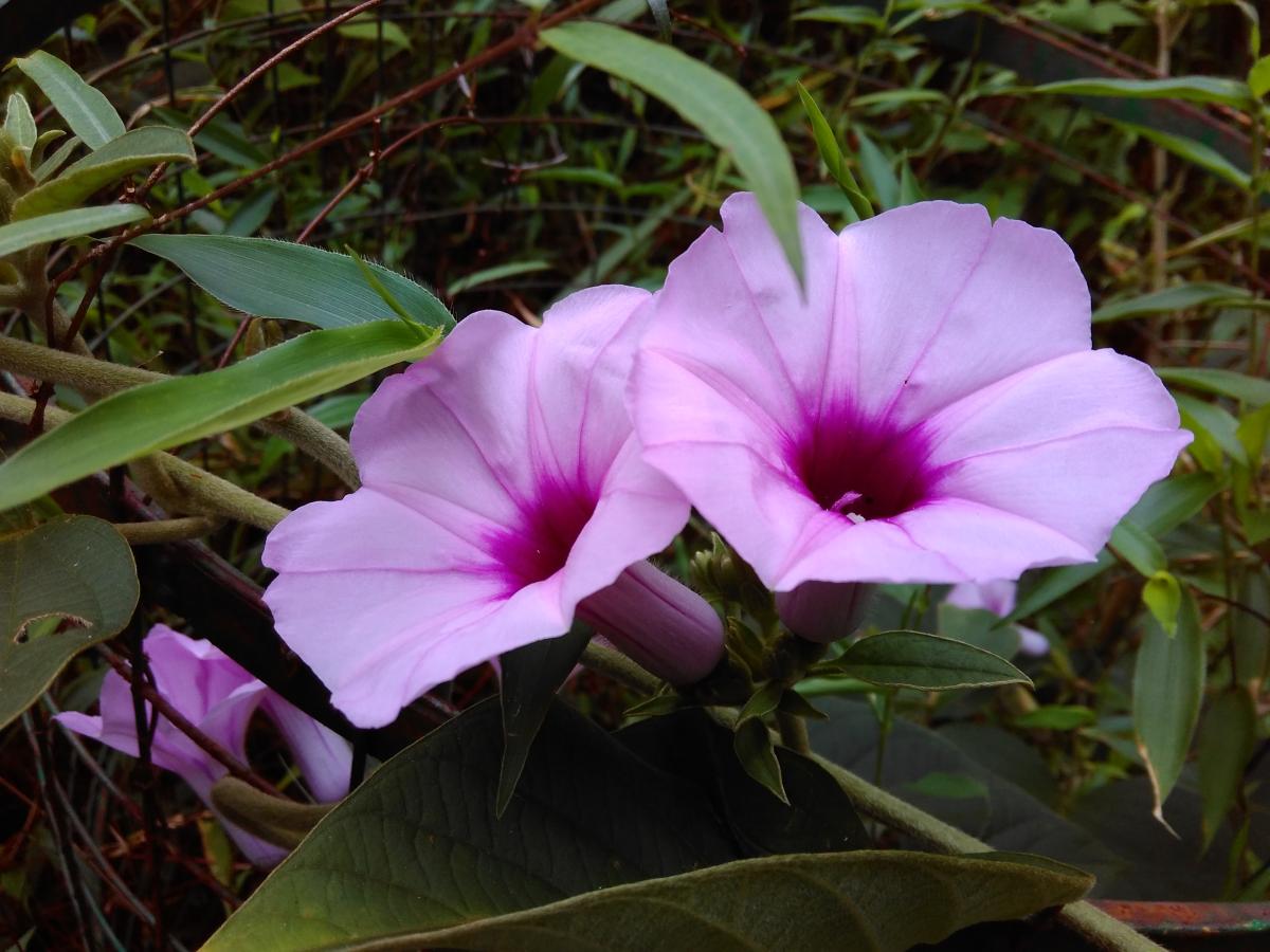 Quais os efeitos da argyreia nervosa?