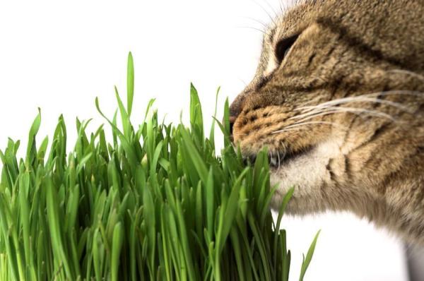 Como usar a erva do gato