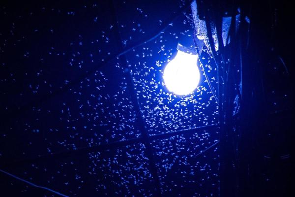 Por que as mariposas são atraídas pela luz? - O que atrai as mariposas?
