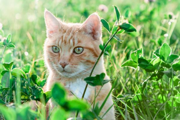 Como usar a erva do gato - Qual erva meu gato pode comer?
