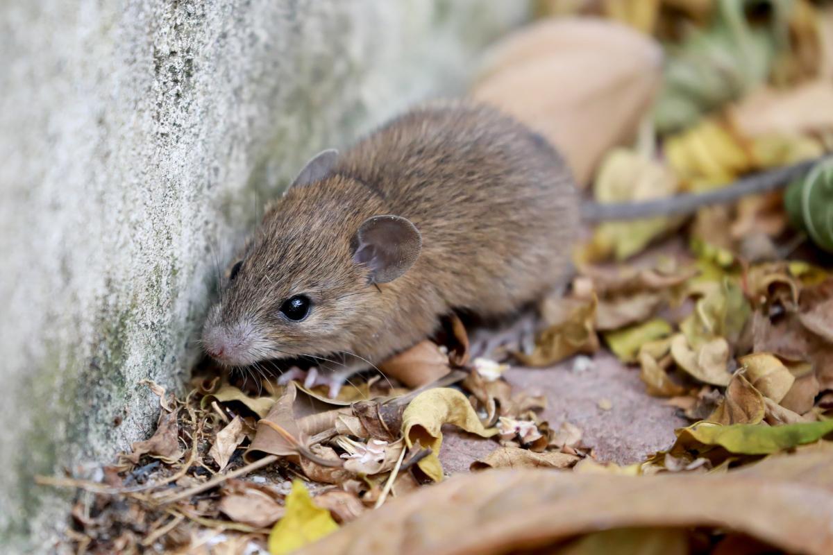 O que é hantavirose