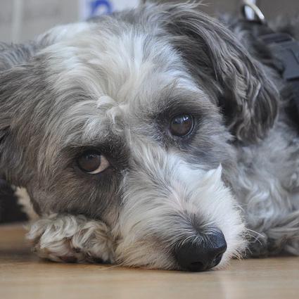 Remédios caseiros para baixar a febre de meu cachorro