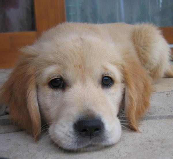 Quais são as raças de cães mais vendidas