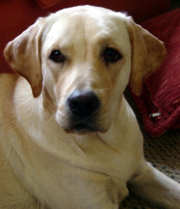 Quais são as raças de cães mais vendidas - Passo 1