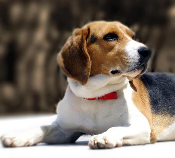 Quais são as raças de cães mais vendidas - Passo 2