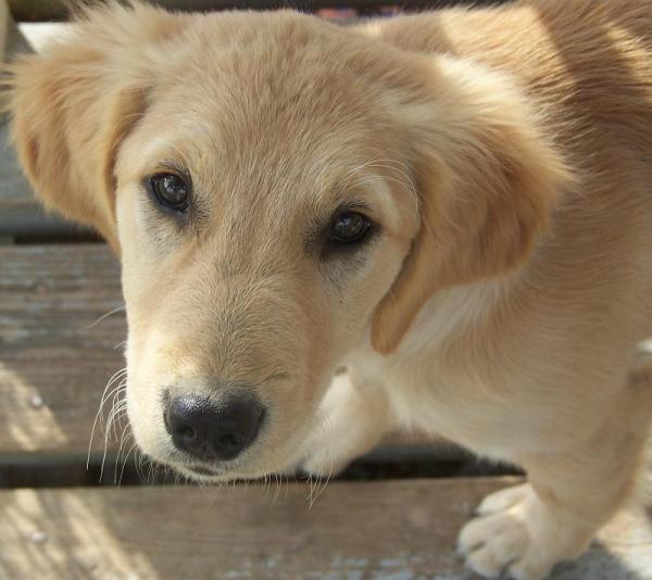 Quais são as raças de cães mais vendidas - Passo 3